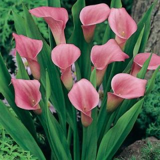 Calla Lily Pink Dormant Bulbs (9 Pack) 70213