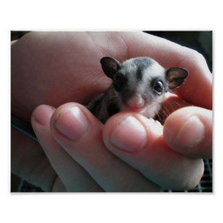 baby sugar glider poster