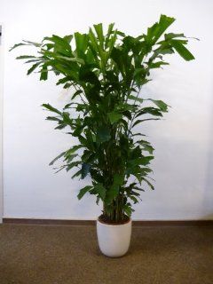 Caryota mitis   Fischschwanzpalme   170 cm // seltene und sehr dekorative Zimmerpflanze: Garten