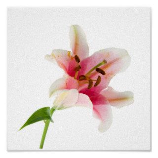 Flower Set 3   Pink Lilly Print
