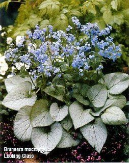 Looking Glass Brunnera   Silver Leaf   SHADE   Potted  Flowering Plants  Patio, Lawn & Garden