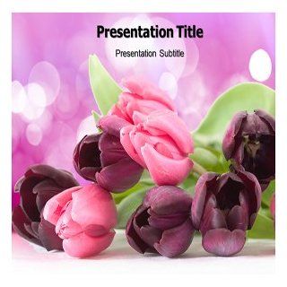 Spring Tulips Powerpoint Template   Powerpoint Presentation Template Onn Spring Tulips Software