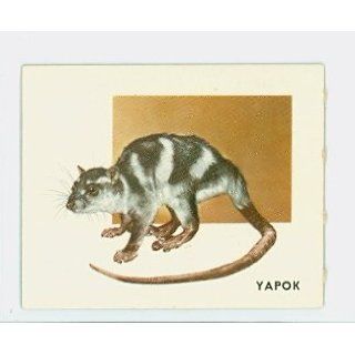 1951 Animals of the World 179 Yapok Excellent Grey Back: Entertainment Collectibles