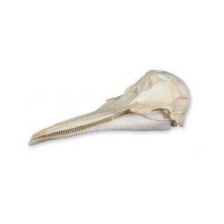 Northern Right Whale Dolphin Skull (Teaching Quality Replica): Industrial & Scientific