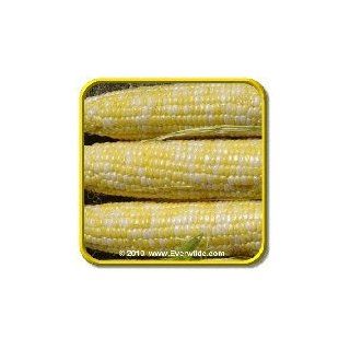 Everwilde Farms   Serendipity Hybrid Sweet Corn Seeds   Jumbo Seed Packet (100) : Vegetable Plants : Patio, Lawn & Garden