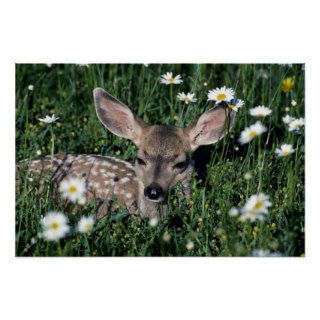 Mule Deer young fawn lying in green field of white Posters