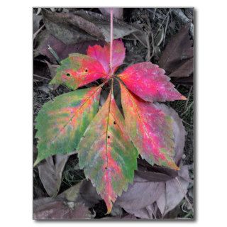 Brilliance Among the Grey   Autumn Leaf Postcard