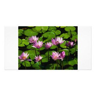 Water lilies customized photo card