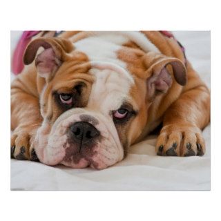 English Bulldog Puppy Print