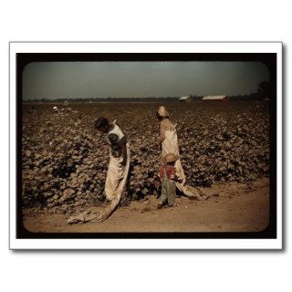 Day laborers picking cotton, near Clarksdale, MS Post Card