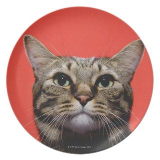 Japanese cat looking up dinner plate