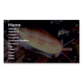 Lettered olive (Oliva sayana) Shell Business Cards