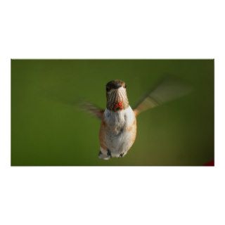 A young Rufous Male Hummingbird Print