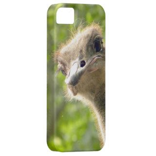 Hi  Funny Ostrich Close Up iPhone 5 Cover