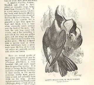 Lindens Helmet Crest Or Black Warrior Bird 1862   Prints