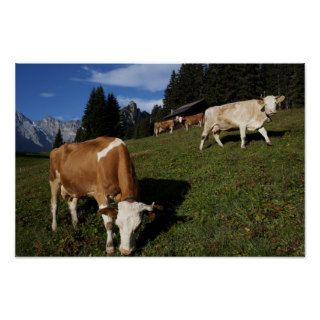 Pictures of Switzerland: Cows near Murren: Poster