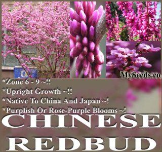 Chinese Redbud Tree Seeds   Cercis chinensis   PURPLISH ROSE PURPLE FLOWERS   Native To China And Japan (1000 Seeds   1000 Seeds) : Flowering Plants : Patio, Lawn & Garden