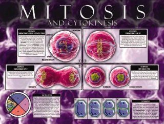 Cells: Structure, Function & Processes Biology Poster Series, Set of 10 LAMINATED Prints, each 18" x 24." Topics: Animal Cell, Plant Cell, Bacteria Cell, DNA & RNA, Cell Specialization, Mitosis, Meiosis, Photosynthesis, Cell Respiration, 