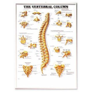 The Vertebral Column 3D Raised Relief Chart: Anatomical Chart Company: 9781587794582: Books