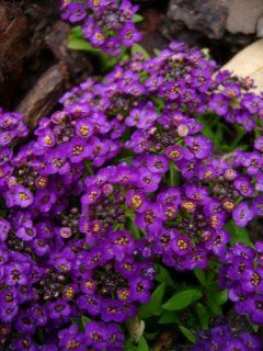 60+ Violet Queen Sweet Fragrant Alyssum Perennial Flower Seeds : Flowering Plants : Patio, Lawn & Garden