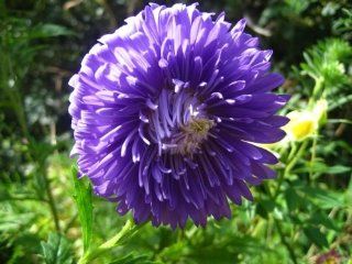 30 DUCHESS DARK BLUE PAEONY ASTER French Peony Callistephus Flower Seeds *Comb S/H : Flowering Plants : Patio, Lawn & Garden