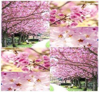 8 JAPANESE SAKURA FLOWERING CHERRY Tree Seeds ~ Prunus serrulata Cherry Blossom : Tree Plants : Patio, Lawn & Garden