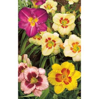 3 Gallon 500 Series Daylily (L21284)