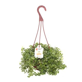 Exotic Angel Plants Ficus Bella Fig in 1.45 Quart Hanging Basket