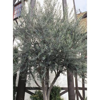 108.34 Gallon European Olive (L14921)