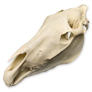 Horse Skull (Natural Bone Quality A)