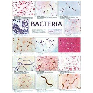 SciEd Bacteria Chart; Contains 14 photomicrographs: Industrial & Scientific