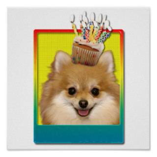 Birthday Cupcake   Pomeranian Poster