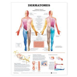 Dermatomes Anatomical Chart Unmounted: Industrial & Scientific