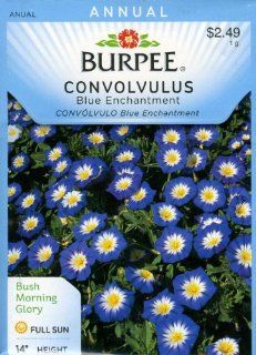 Burpee Flower Convolvulus Blue Enchantment 100 Seeds per Packet : Flowering Plants : Patio, Lawn & Garden
