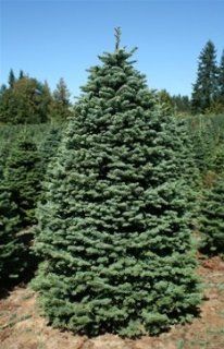 7.5   8 foot Full Noble Fir Real, Live, Fresh Cut Christmas Tree  