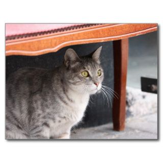 Grey tabby cat Postcard