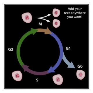 Cell cycle Poster