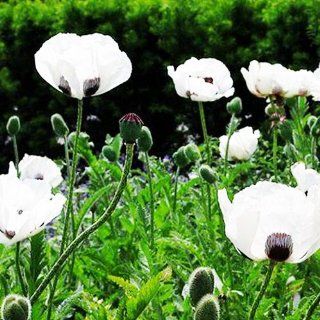 250 Persian White Poppy Papaver Somniferum Flower Seeds 250  Seeds By Crazy Seed : Flowering Plants : Patio, Lawn & Garden