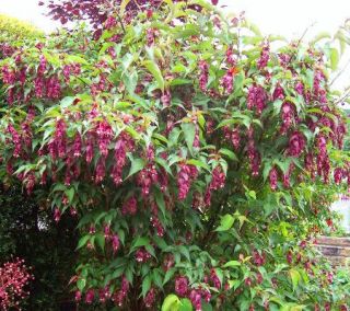 Robertas 3 pc. Fragrant Purple Himalayan Honeysuckle Collection —