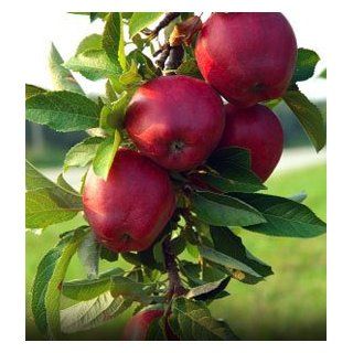 1 Jonathan Apple and 1 Golden Delicious Apple 3 foot bareroot Tree Whips : Patio, Lawn & Garden