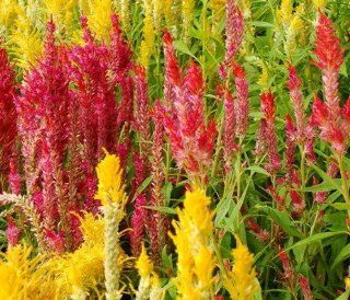 SD1500 0424 Crested Cockscomb Flower Seeds, Mixed Colors Seeds, 60 Days Money Back Guarantee (150 Seeds) : Flowering Plants : Patio, Lawn & Garden