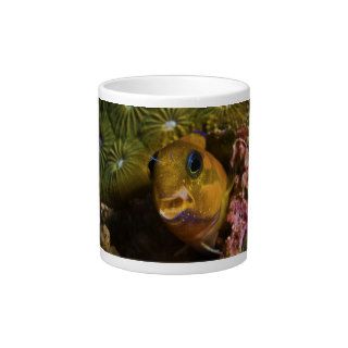 Ecsenius Midas Benny Fish Jumbo Mugs