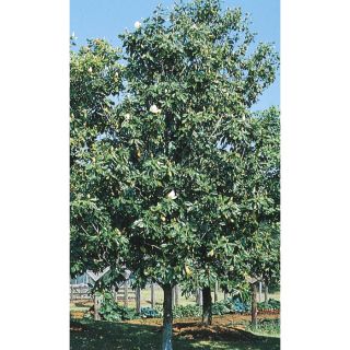 19.59 Gallon D. D. Blanchard Magnolia (L1171)