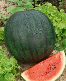 Sugar Baby Watermelon Seeds   Citrullus Lanatus   1 Grams   Approx 25 Gardening Seeds   Vegetable Garden Seed   Watermelon Plants