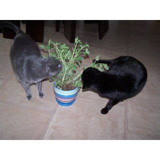 Catnip Plant   Nepeta   INSIDE OR OUTSIDE   3" pot : Patio, Lawn & Garden