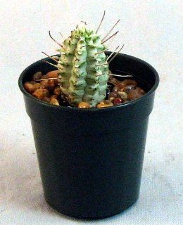 Variegated Indian Corn Cob Cactus   Euphorbia   2" pot : Succulent Plants : Patio, Lawn & Garden
