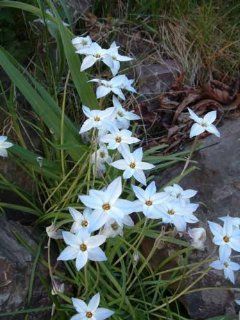 Spring Starflower   30 Bulbs   Ipheion uniflorum   3/+ cm Bulbs : Flowering Plants : Patio, Lawn & Garden