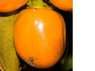 Diospyros SAIJO PERSIMMON Tree 1 gallon, grown from seed : Fruit Plants : Patio, Lawn & Garden