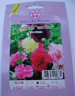 Hollyhock Flower Seeds   1 Pack 20 Approximately Seed New Sealed Amazing of Thailand  Flowering Plants  Patio, Lawn & Garden