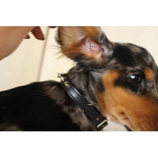 Hamilton 1/2" x 16" Black Leather with Spikes and Diamond Pattern Dog Collar  Pet Collars 